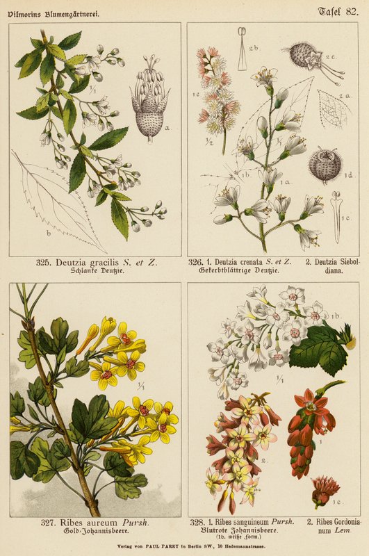 Deutzia Gracilis, Deutzia Crenata, Deutzia Sieboldiana, Ribes Aureum, Ribes Sanguineum, Ribes Gordonianum von (after) German School