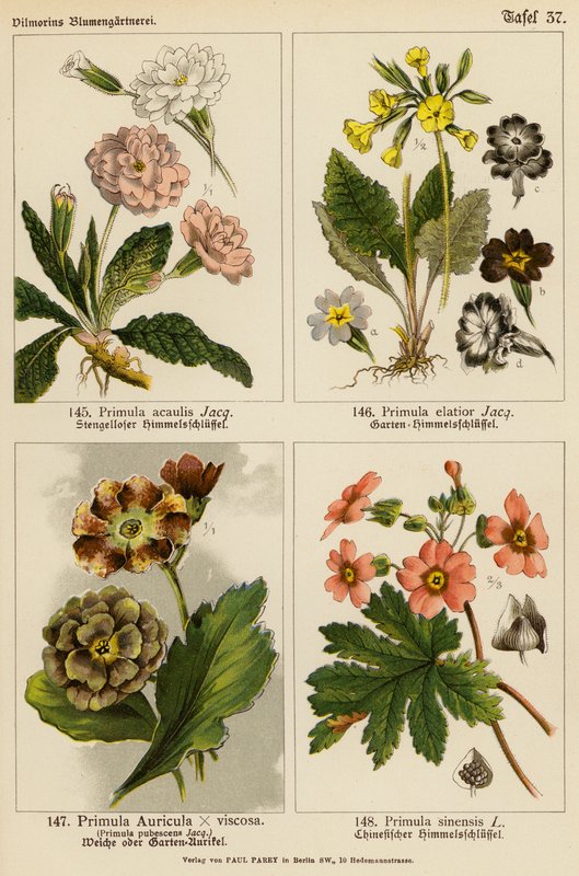 Primula Acaulis, Primula Elatior, Primula Auricula x Viscoa, Primula Pubescens, Primula Sinensis von (after) German School