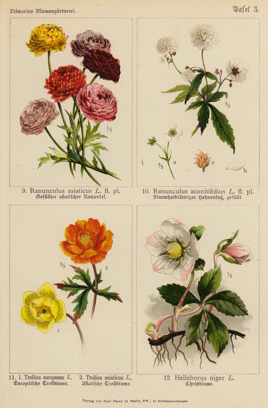 Ranunculus Asiaticus, Ranunculus Aconitifolius, Trollius Europeaeus, Trollius Asiaticus, Helleborus Niger von (after) German School