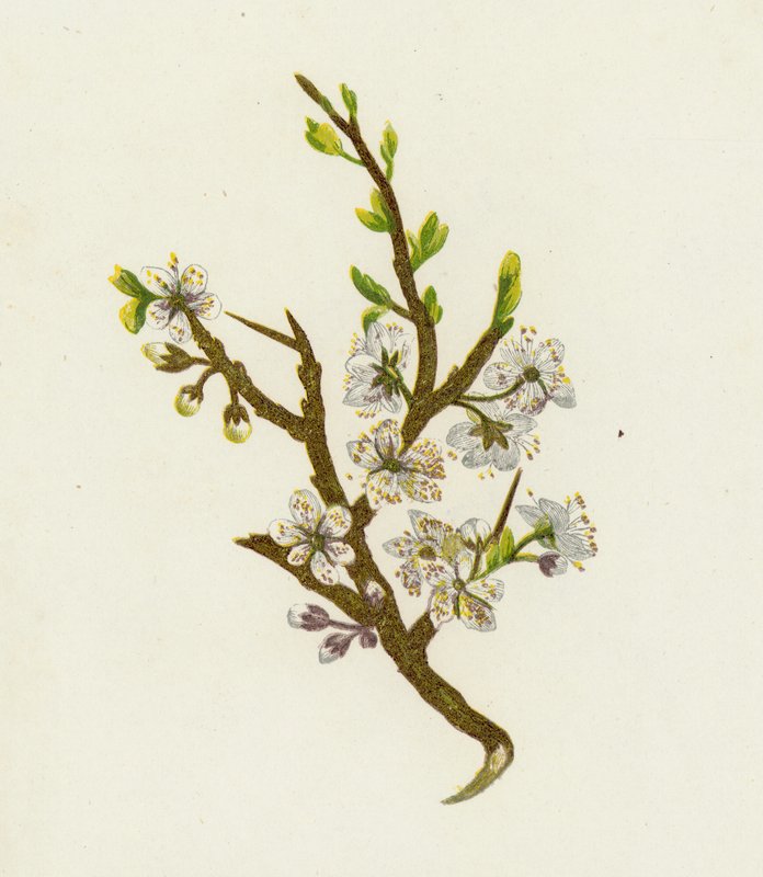 Schlehdorn, Prunus Spinosa von English School