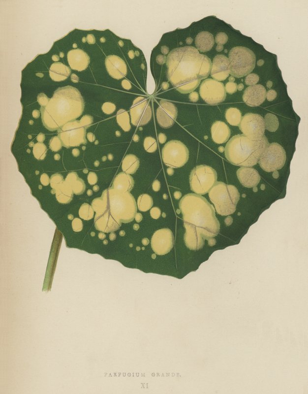 Farfugium Grande von English School
