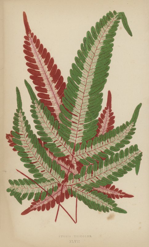 Pteris Tricolor von English School
