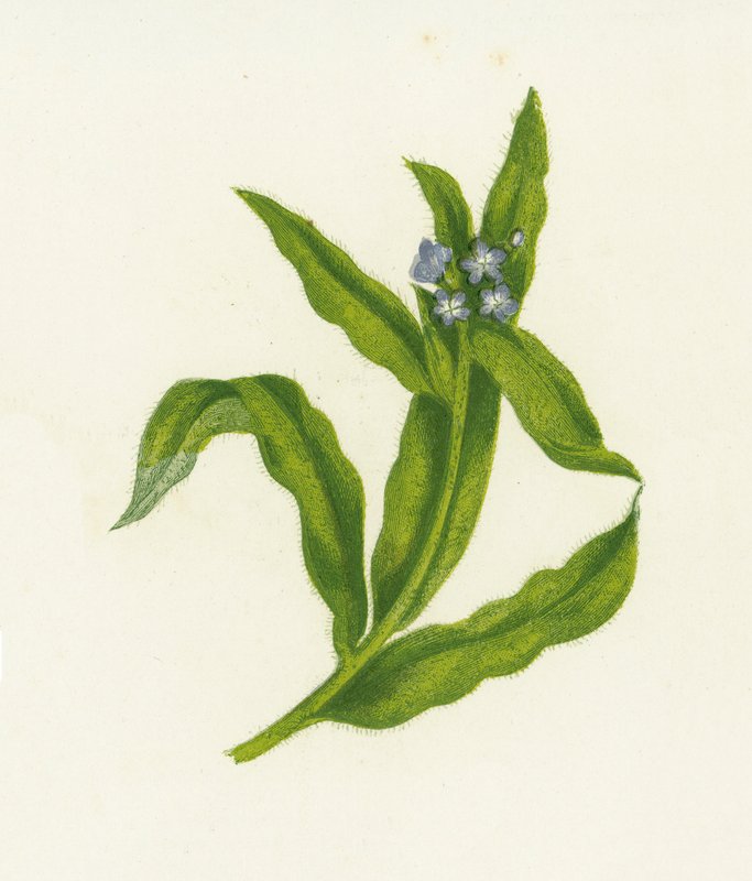 Acker-Ochsenzunge, Lycopsis Arvensis von English School