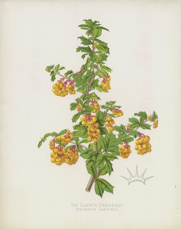 Die Darwin-Berberitze, Berberis Darwinii von English School