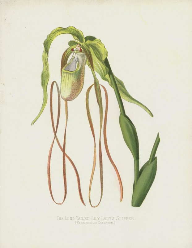 Der Langschwänzige Frauenschuh, Cypripedium Caudatum von English School