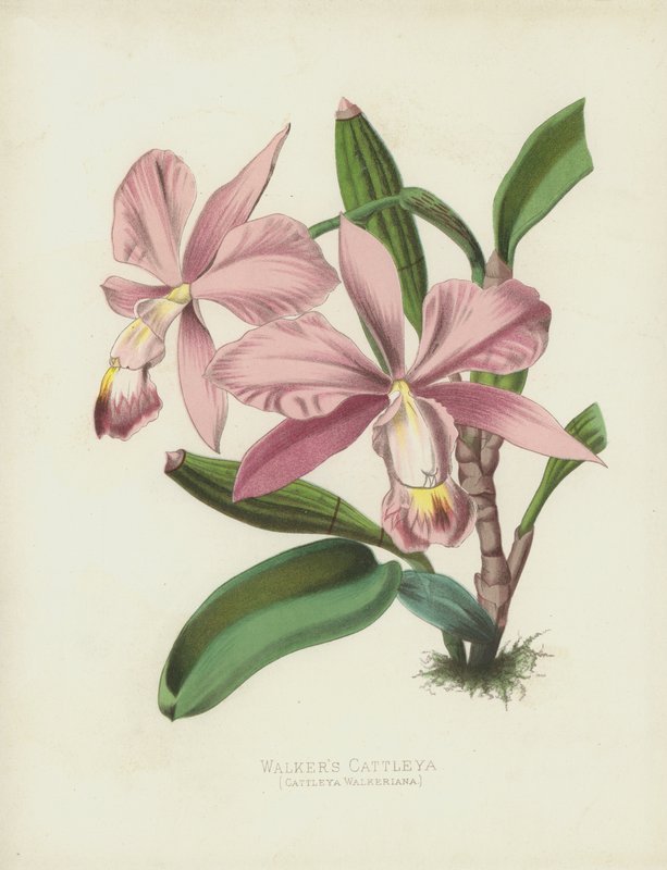 Walkers Cattleya, Cattleya Walkeriana von English School