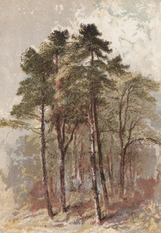 Gruppe von Tannenbäumen von Aaron Edwin Penley