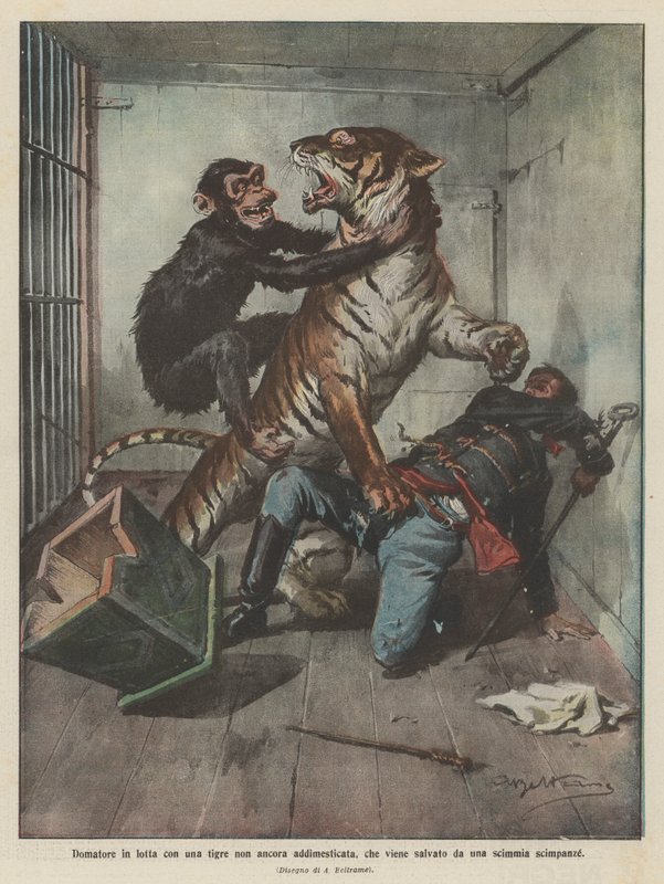 Dompteur im Kampf mit einem noch nicht gezähmten Tiger, der von einem Schimpansen gerettet wird von Achille Beltrame