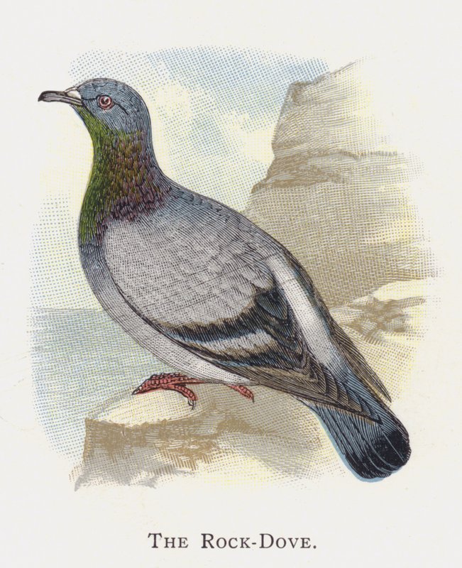 Die Felsentaube von Alexander Francis Lydon