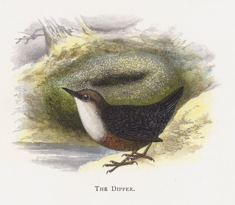 Die Wasseramsel von Alexander Francis Lydon