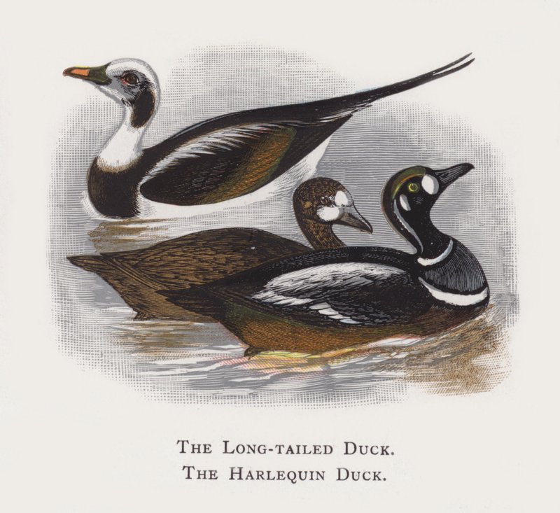 Die Eisente, Die Harlekinente von Alexander Francis Lydon