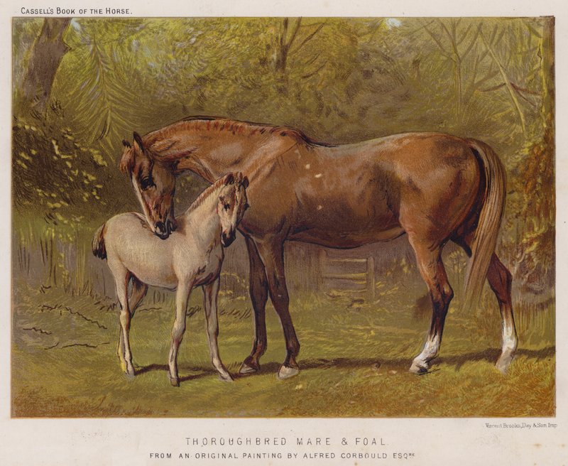 Vollblutstute und Fohlen von Alfred Chantrey Corbould