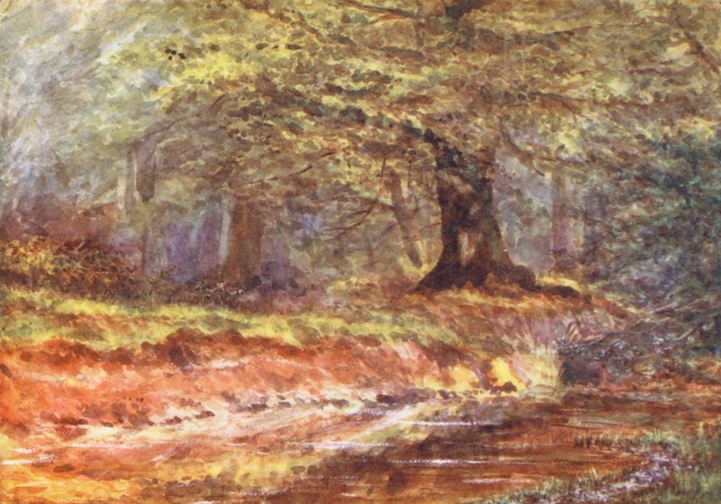 New Forest: In der Königinnenlaube, Mittsommer von Alice Julia Argles