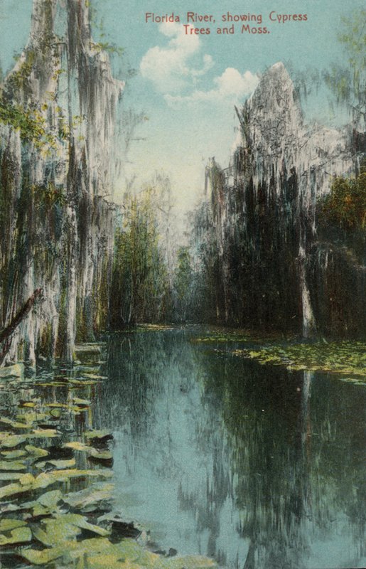 Florida River, mit Zypressen und Moos von American Photographer (after)