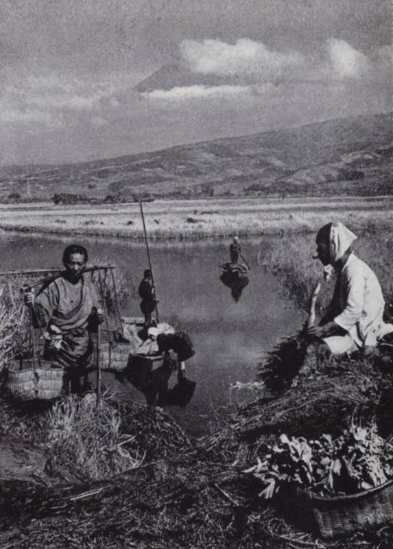 Bauern sammeln Binsen im großen Gemüsedistrikt von Suzukawa von American Photographer (after)