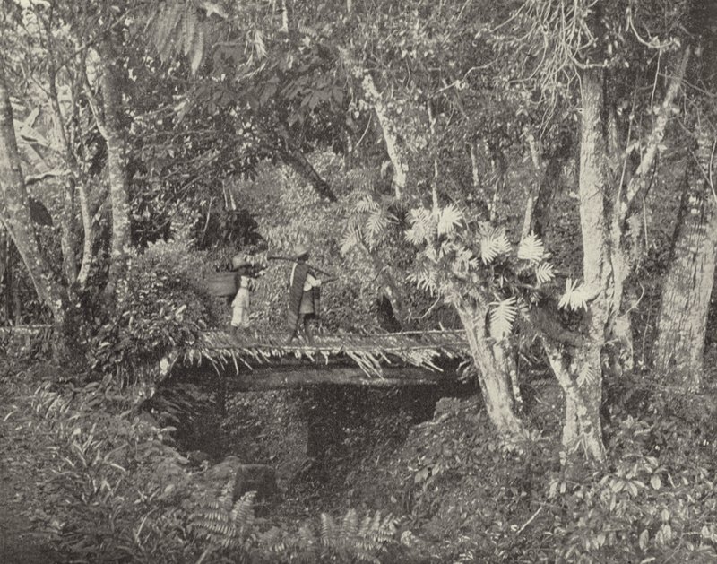 Tropische Szene im Bundesstaat Vera Cruz, Mexiko von American Photographer (after)