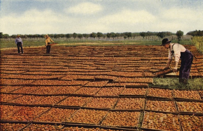 Aprikosen trocknen, San Joaquin Valley von American Photographer