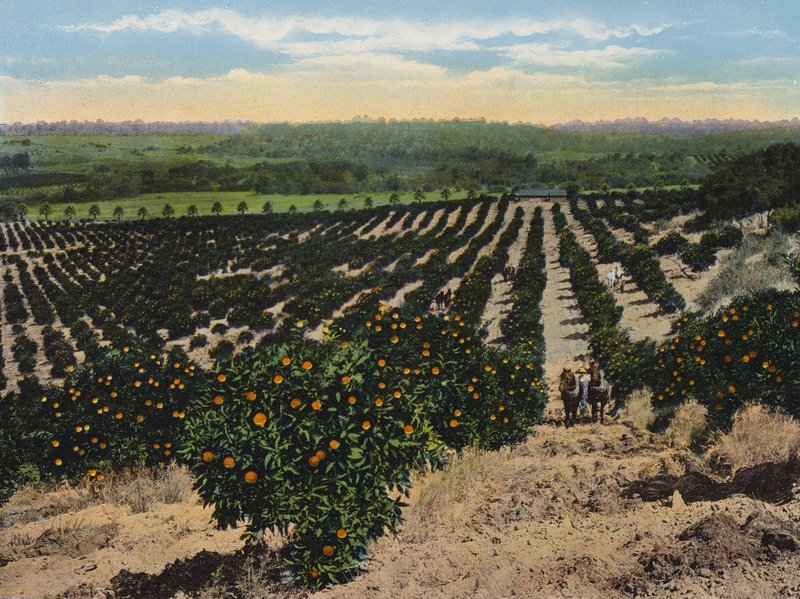 Orangenhain bei Colfax, Kalifornien von American Photographer