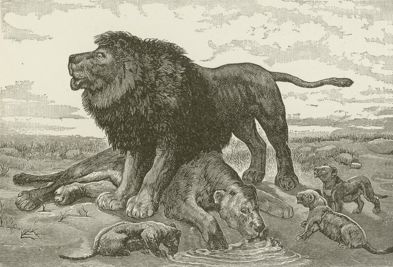 Ein Klagelied in der afrikanischen Wüste von American School