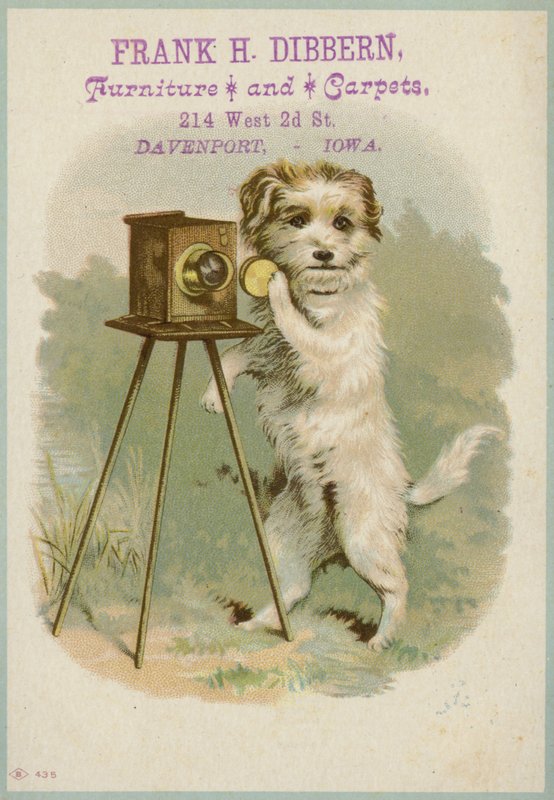 Hund mit Kamera von American School