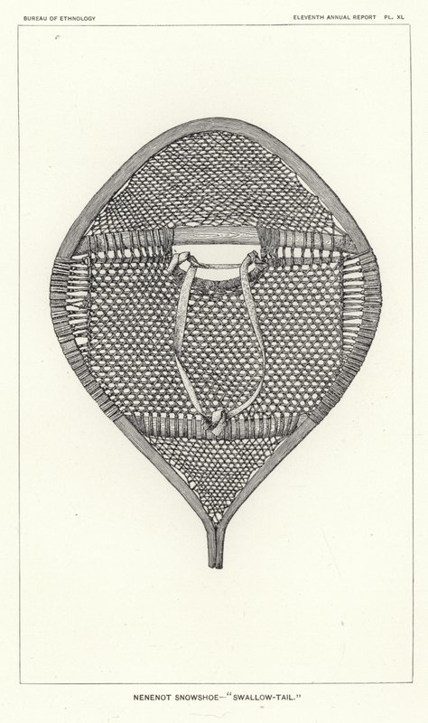 Nenenot-Schneeschuh - Schwalbenschwanz von American School