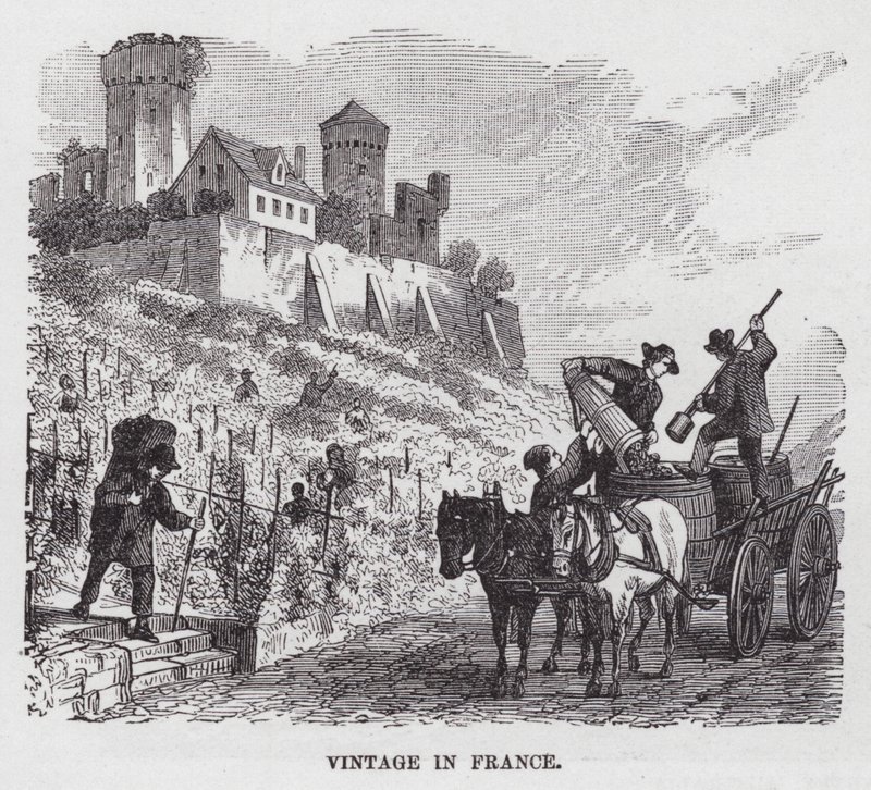 Weinlese in Frankreich von American School