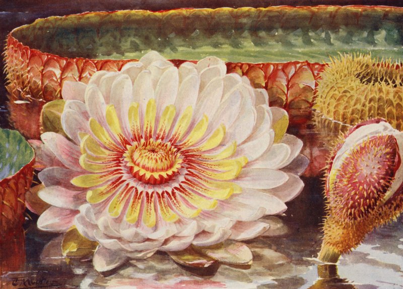 Victoria Regia, die edelste aller Wasserpflanzen von Angelo Fairfax Muckley