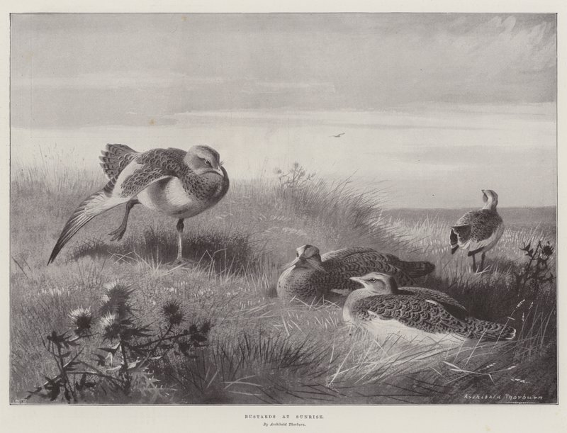 Trappen im Sonnenaufgang von Archibald Thorburn
