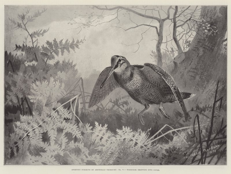 Jagdmotive, Waldschnepfe fällt ins Deckung von Archibald Thorburn