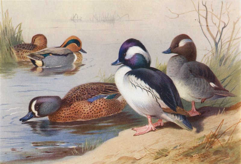 Amerikanische Grünflügelente (männlich und weiblich), Büffelkopfente (männlich und weiblich), Blauflügelente von Archibald Thorburn