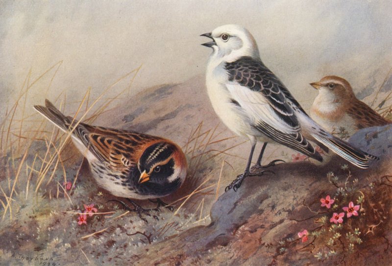 Spornammer, Schneeammer (Sommer) (männlich und weiblich) von Archibald Thorburn