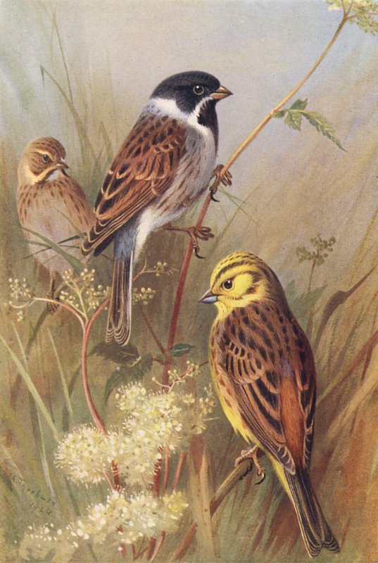 Rohrammer (männlich und weiblich), Goldammer von Archibald Thorburn