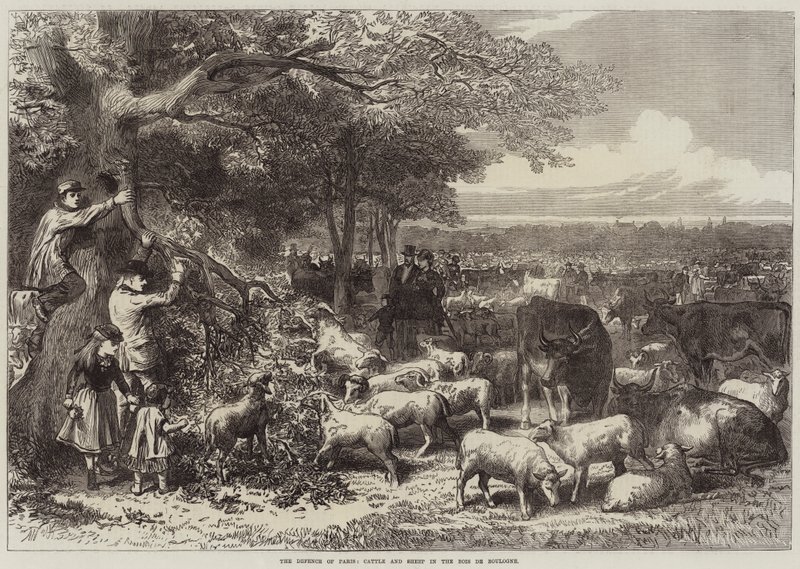 Die Verteidigung von Paris, Rinder und Schafe im Bois de Boulogne von Arthur Hopkins