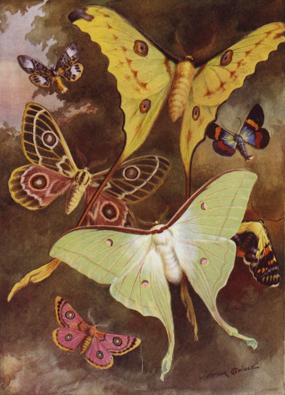 Schöne Schmetterlinge: Verschiedene Motten, mit der wunderbarsten Motte der Welt, aus Madagaskar (Farblithografie) von Arthur Twidle