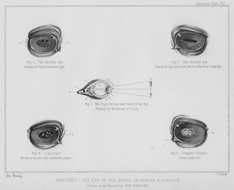 Anatomie, das Auge des Pferdes, in Gesundheit und Krankheit von Benjamin Herring