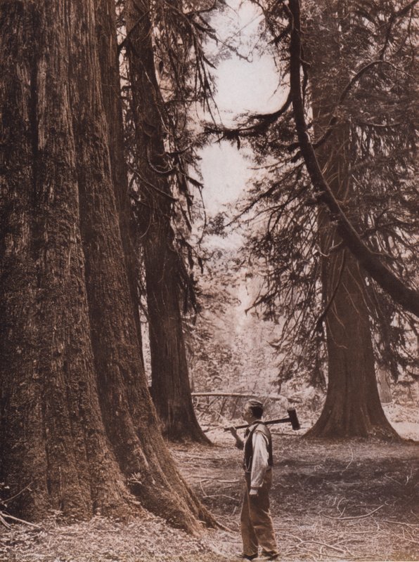 Douglasien, British Columbia, Kanada von Canadian Photographer