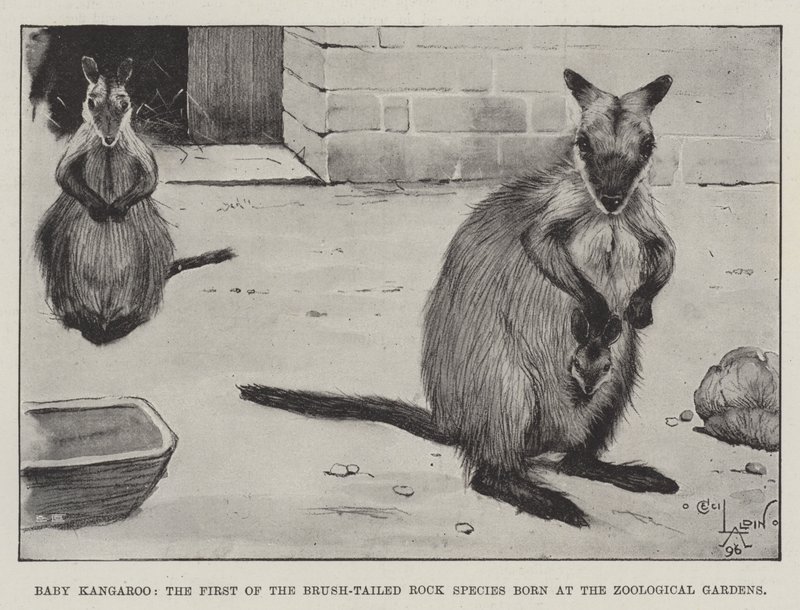 Baby-Känguru, das erste der Bürstenschwanz-Felsart, geboren im Zoologischen Garten von Cecil Charles Windsor Aldin