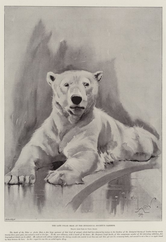 Der verstorbene Eisbär in den Gärten der Zoologischen Gesellschaft von Cecil Charles Windsor Aldin