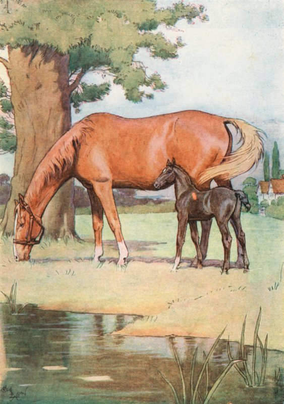 Der erste Ort, an den ich mich gut erinnern kann, war eine große, angenehme Wiese mit einem Teich aus klarem Wasser darin von Cecil Charles Windsor Aldin