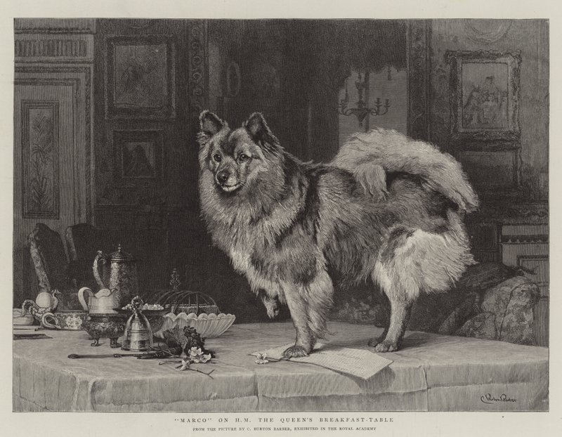 Marco auf dem Frühstückstisch Ihrer Majestät der Königin von Charles Burton
