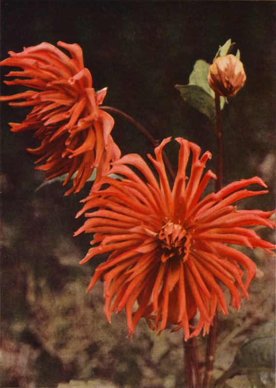 Die Kaktus-Dahlie "Brisbane" von Charles Essenhigh Corke