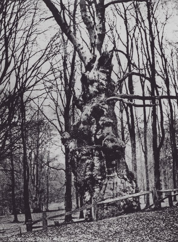 Die alte Eiche, Knole Park (s/w Foto) von Charles Essenhigh Corke