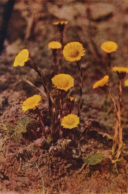 Wildblumen: Huflattich von Charles Essenhigh Corke
