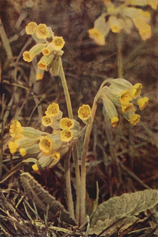 Wildblumen: Schlüsselblume von Charles Essenhigh Corke