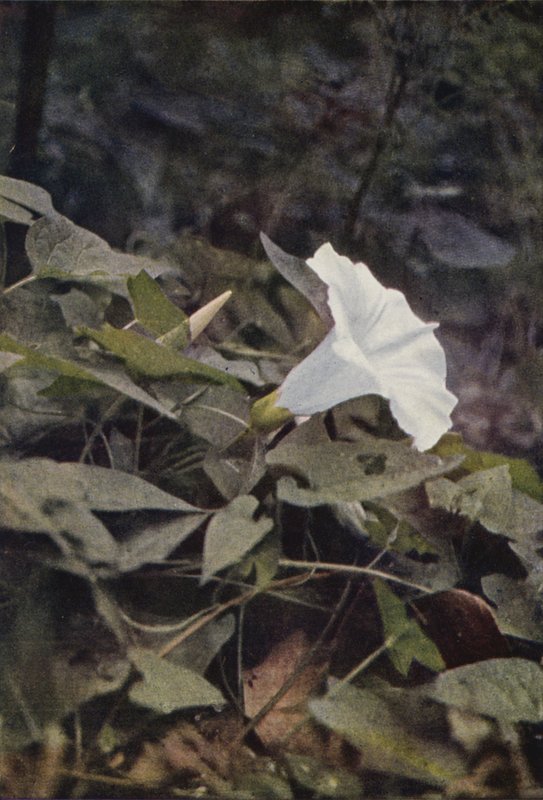 Wildblumen: Heckenwinde von Charles Essenhigh Corke