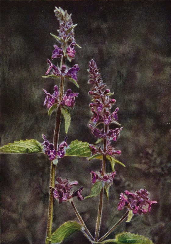 Wildblumen: Ziest von Charles Essenhigh Corke