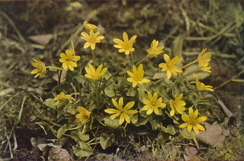 Wildblumen: Scharbockskraut von Charles Essenhigh Corke