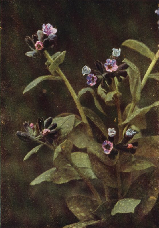 Wildblumen: Lungenkraut (Farbfoto) von Charles Essenhigh Corke
