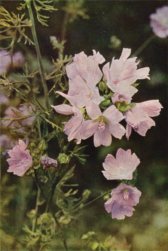 Wildblumen: Moschus-Malve von Charles Essenhigh Corke