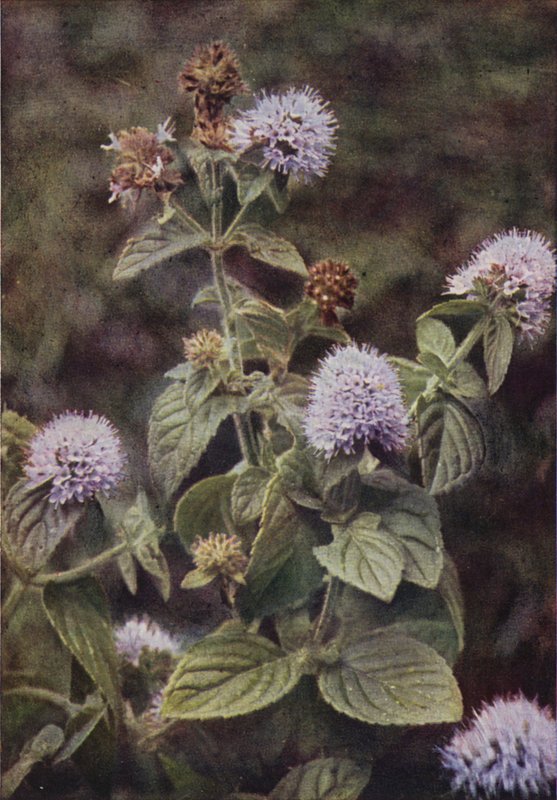 Wildblumen: Pfefferminze von Charles Essenhigh Corke